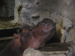 This hippo was playing peek-a-boo in the water then suddenly got up on the rock on posed!