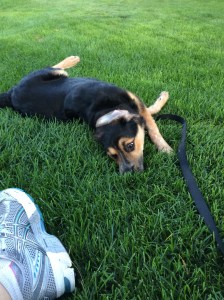 Tally in our backyard - July 2015