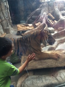 The tiger is actually scratching his claws on the tree!